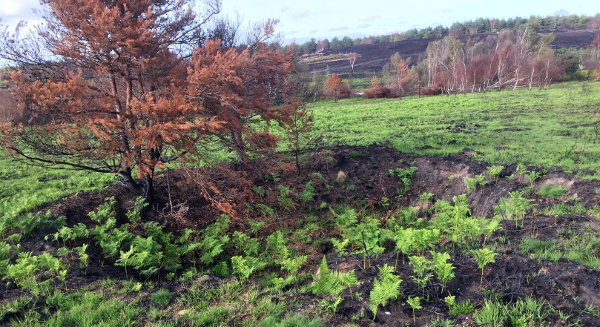a large hole with a burnt tree at its edge, new bracken growth and an extensive burnth area in the distance
