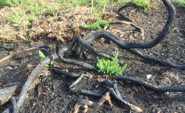 blackened burnt wood with green shoots rising from the ground