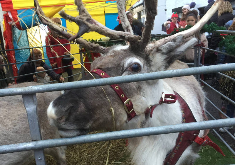 head of a reindeer