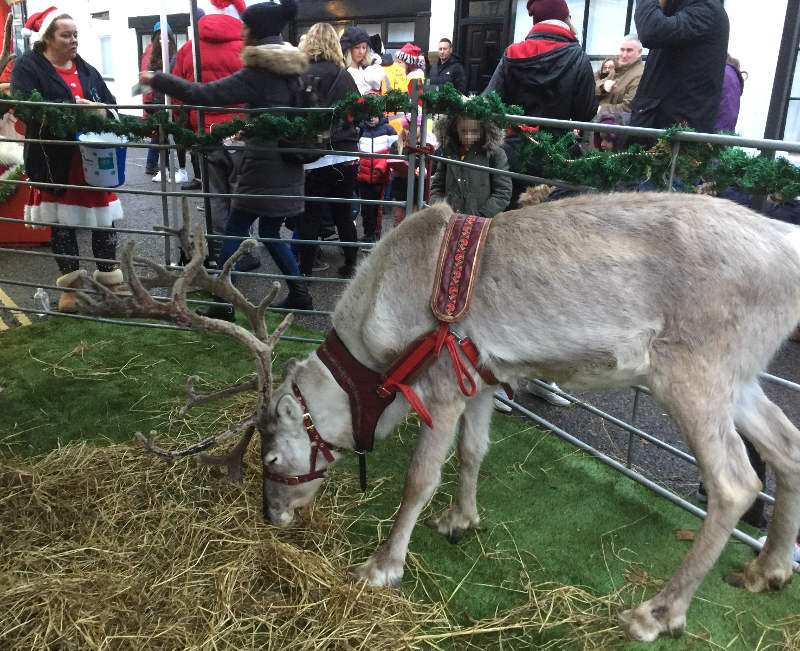 a reindeer